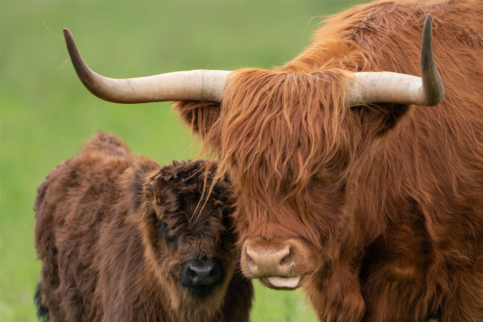 Highland cow Apple with her calf Malin at the National Trust’s Wicken Fen nature reserve in Cambridgeshire, where their grazing will help create habitats for other species (Joe Giddens/PA)
