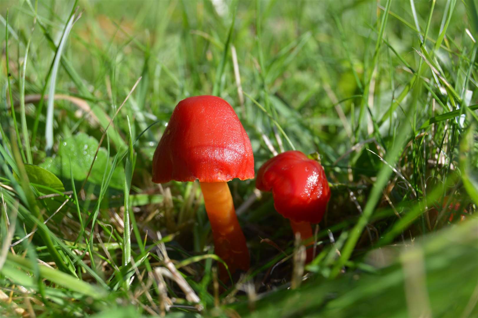 Wax cap fungi at Dyffryn (National Trust Images/PA)