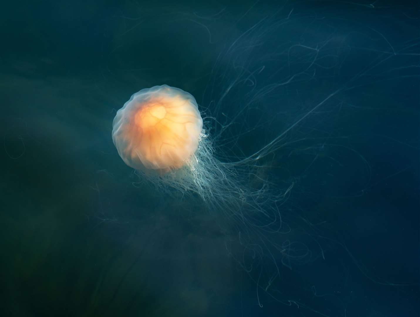 The Lion's Mane jellyfish is a common sight in Scottish waters. Their stinging tentacles can extend a long way from their bell.