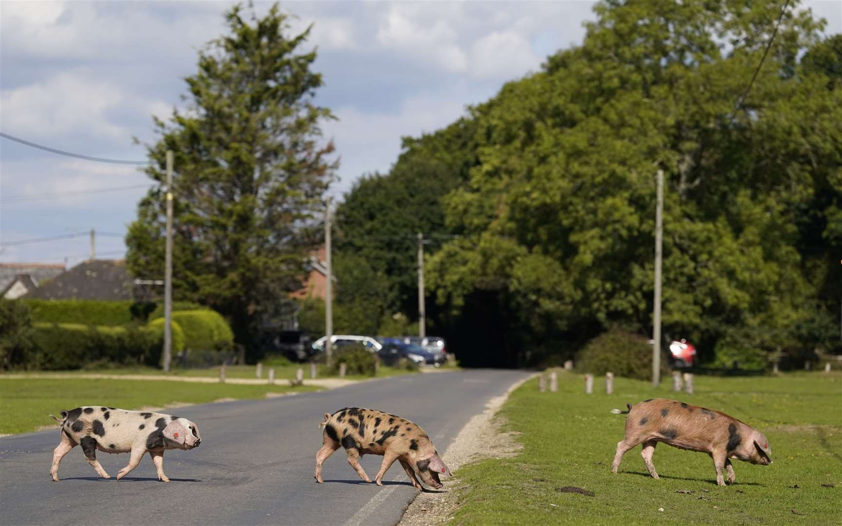 Why did the pigs cross the road? Domestic pigs cross a road in Ibsley, Hampshire, during Pannage, where they are allowed to wander in the New Forest during a set time in autumn to feast on fallen acorns (Andrew Matthews/PA)