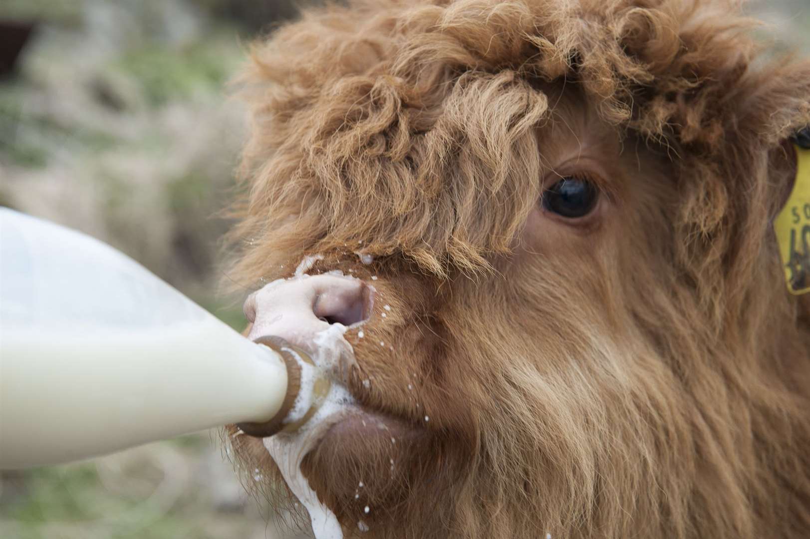 A stunning close-up image by Mike Roper of a Highland calf being bottle fed.