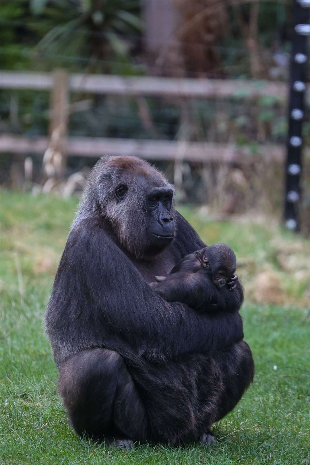 Effie had a complicated time giving birth (London Zoo/PA)