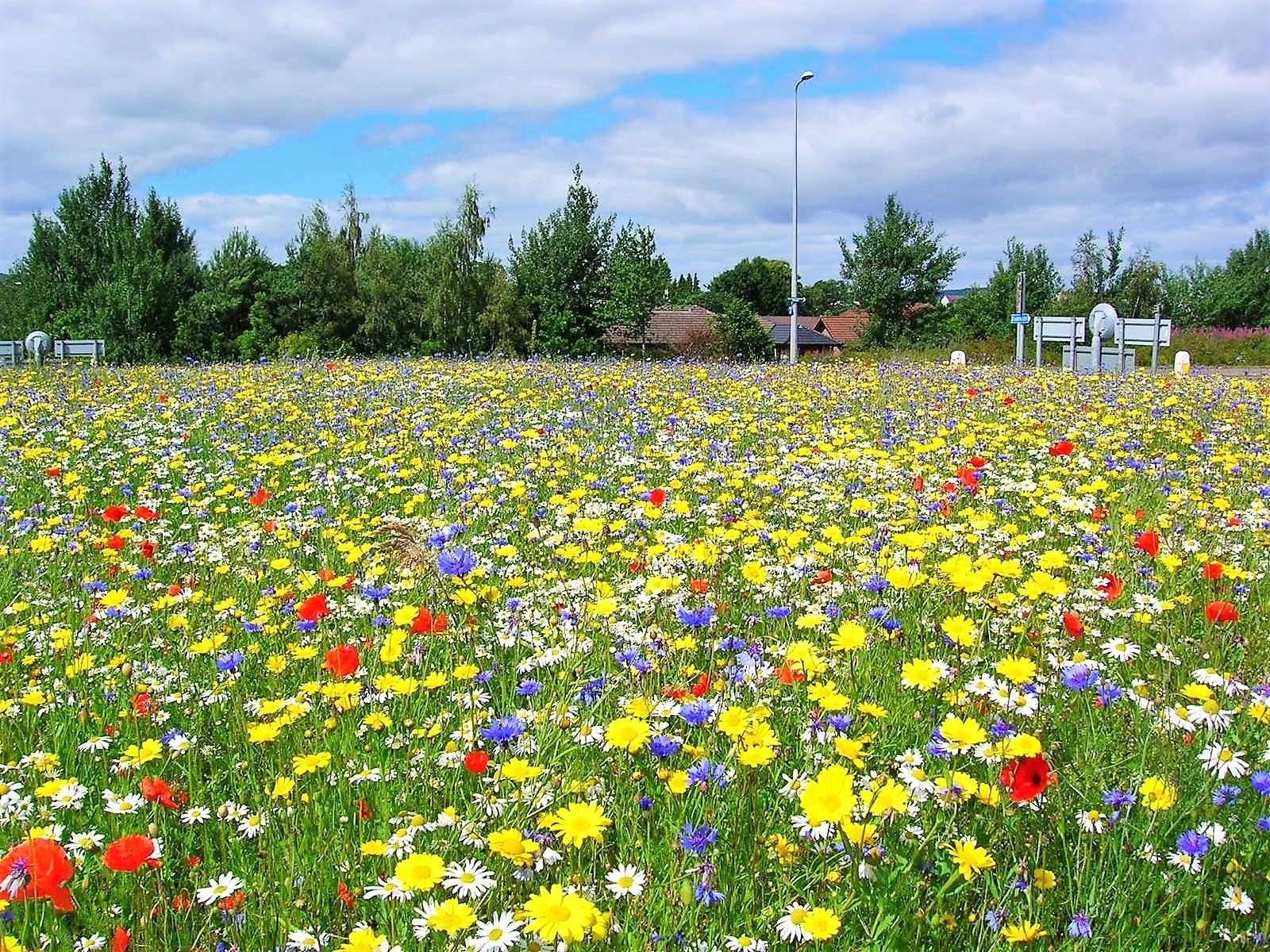 Wildflower meadows like this show that Highland Council is embracing the climate change agenda by increasing the amount of 'set aside' and wildlife corridors across the area.