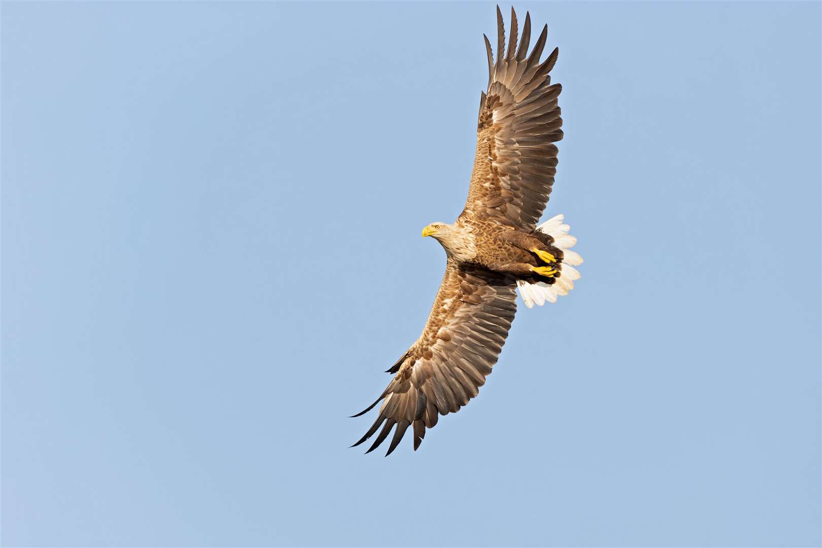 An adult white-tailed eagle in flight (stock image).
