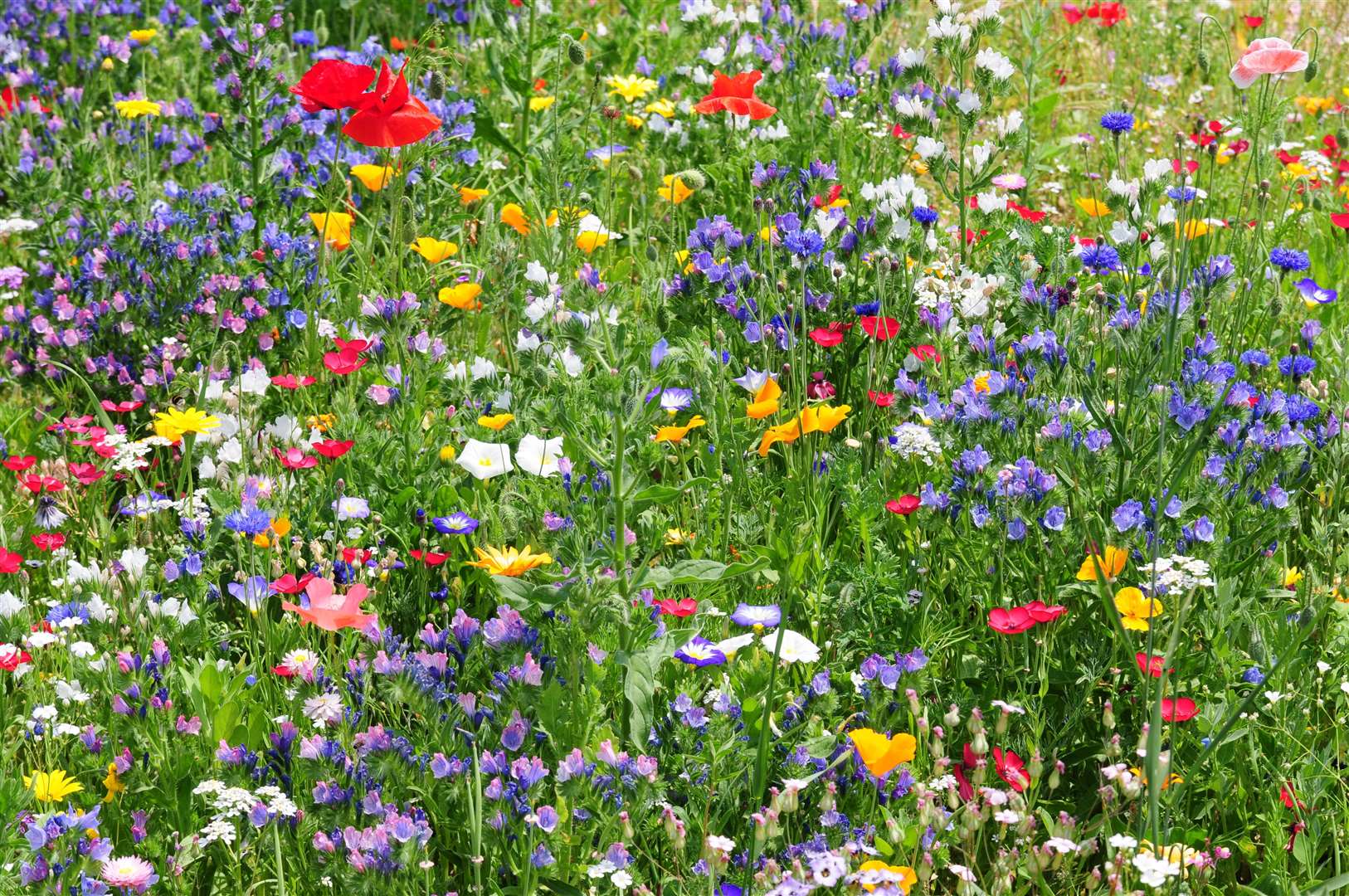 Colourful cornflower, poppy and other beautiful wildflowers in a summer meadow.