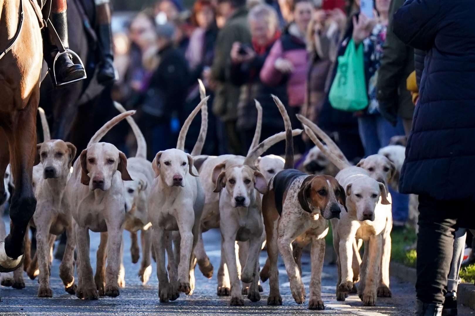 Hounds during the North Cotswold Boxing Day hunt in Broadway, Worcestershire (Jacob King/PA)