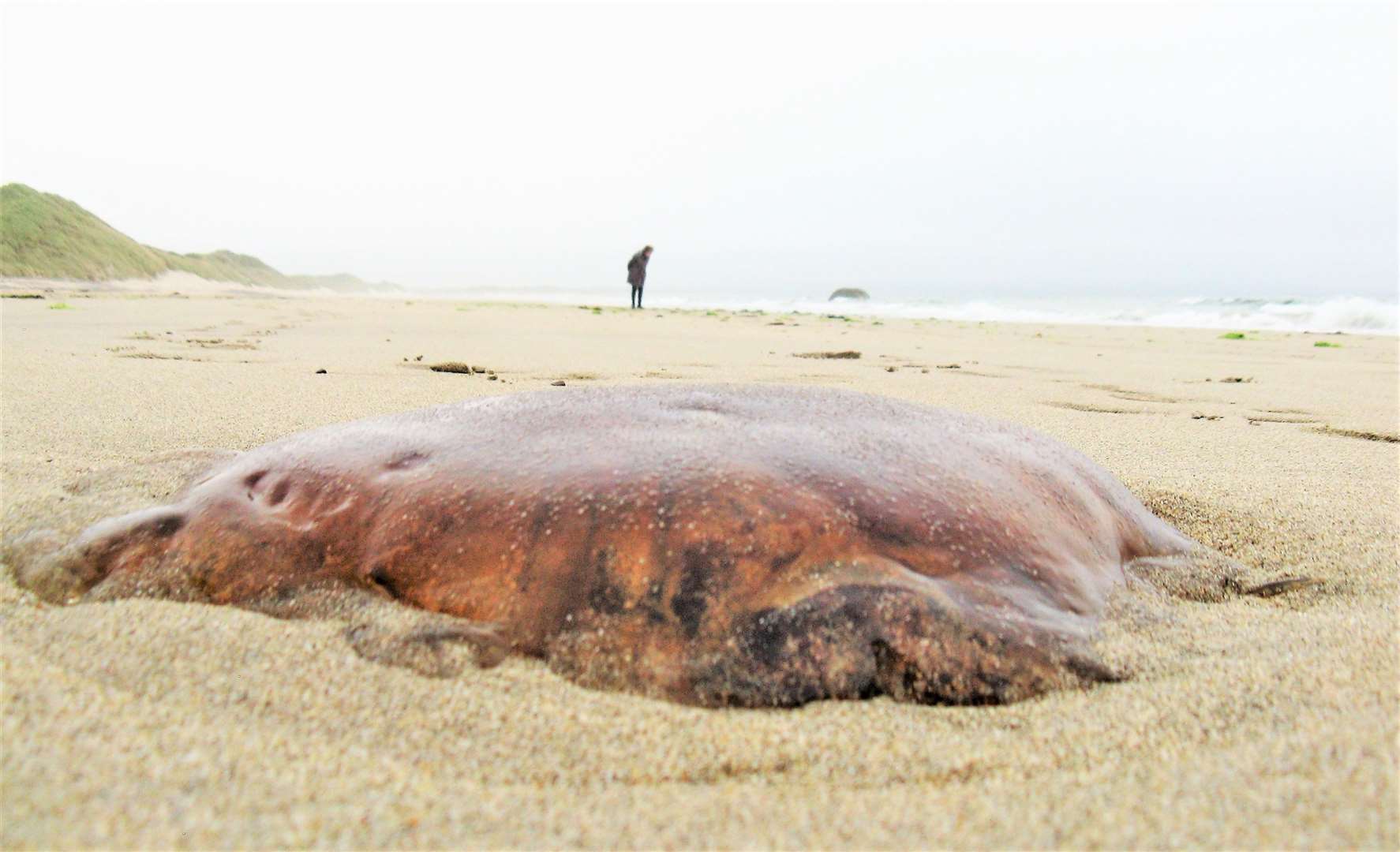Just one of many lion's mane jellyfish lying on Reiss beach on Tuesday evening. Pictures: DGS