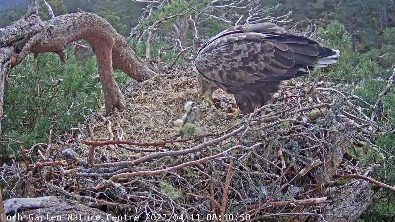 The first chick is about to be fed on Monday afternoon – while the second is hatching right there, alongside it.