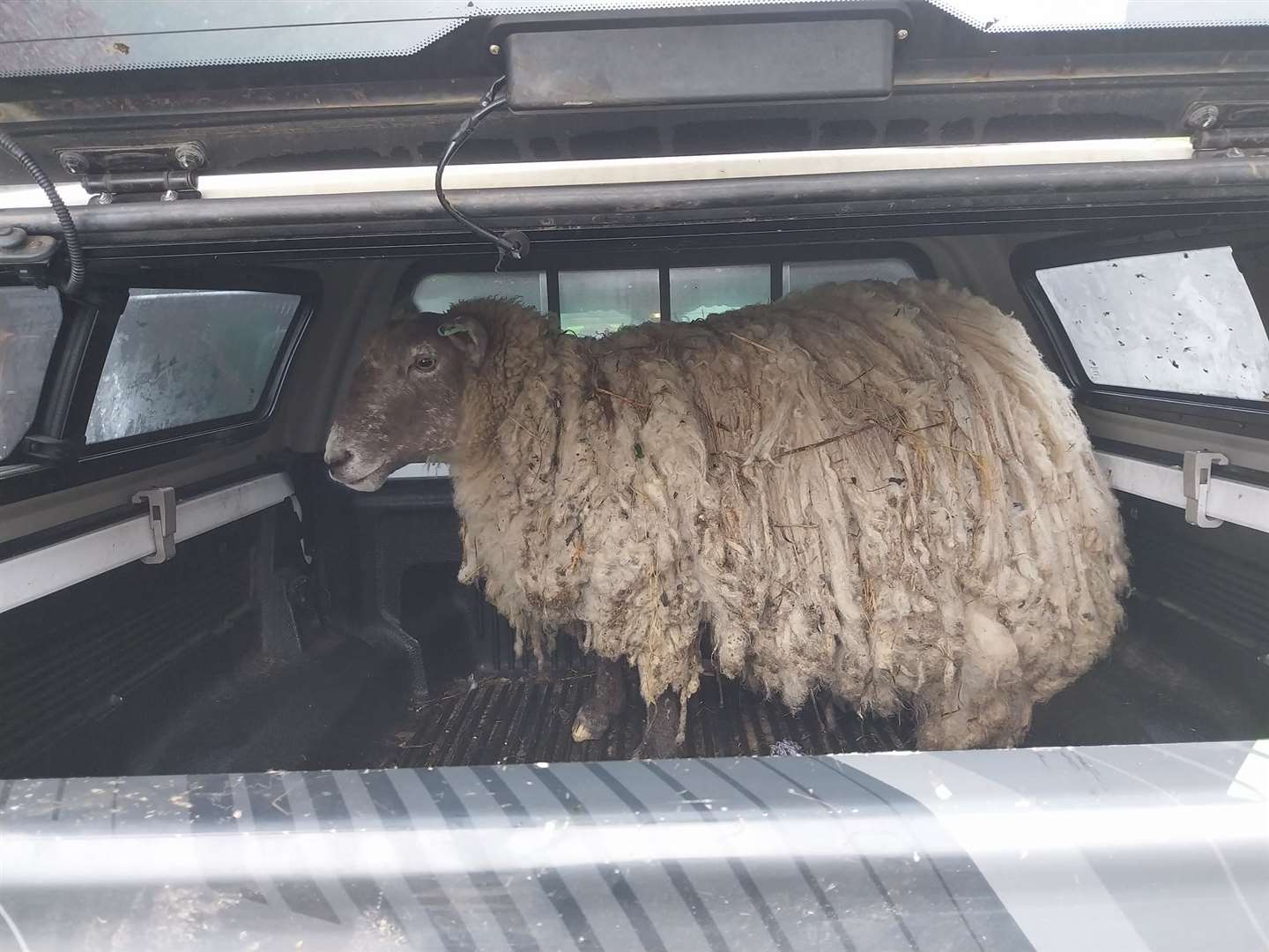 Fiona the sheep after her rescue.