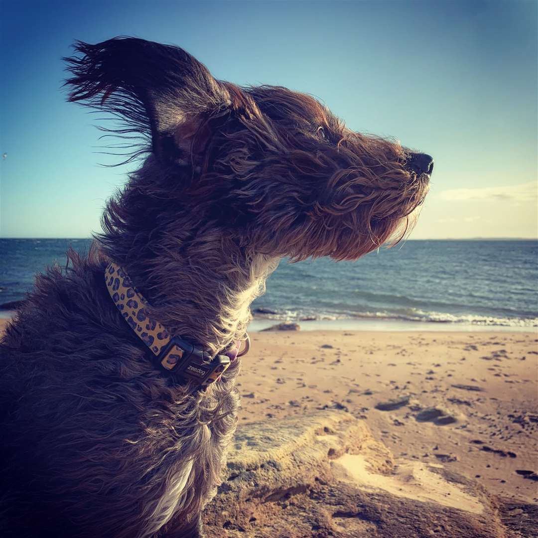 The winning image by Julie Everitt of her dog on Dornoch beach.