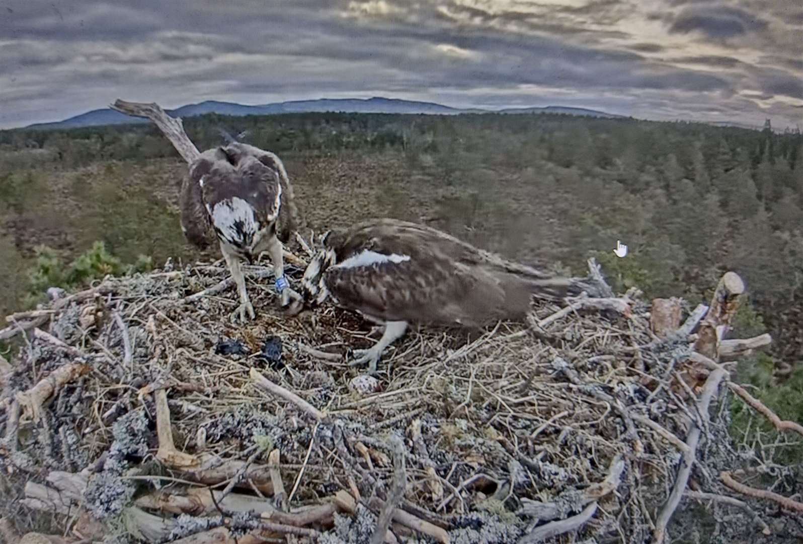Action on the nest at Loch Garten
