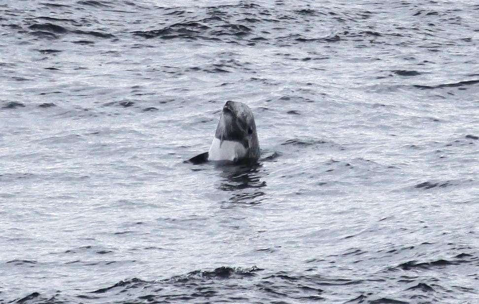 A Risso's dolphin spyhopping. Picture: Colin Bird