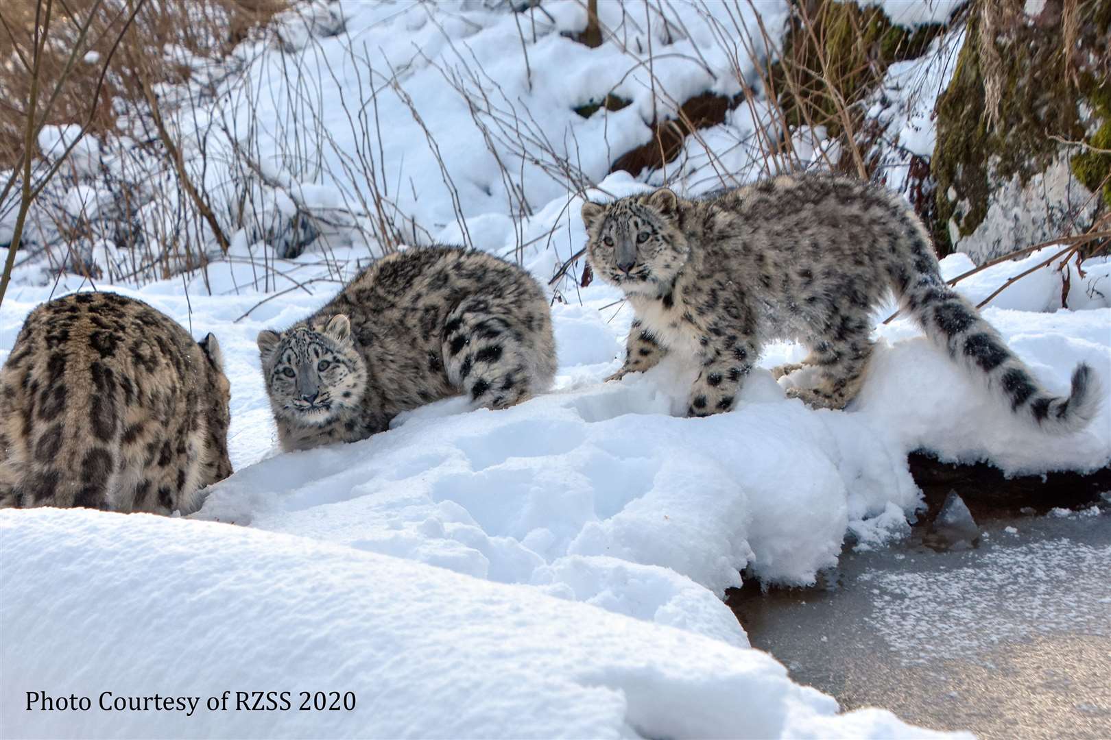 The three cubs playing in the snow at the Highland Wildlife Park.