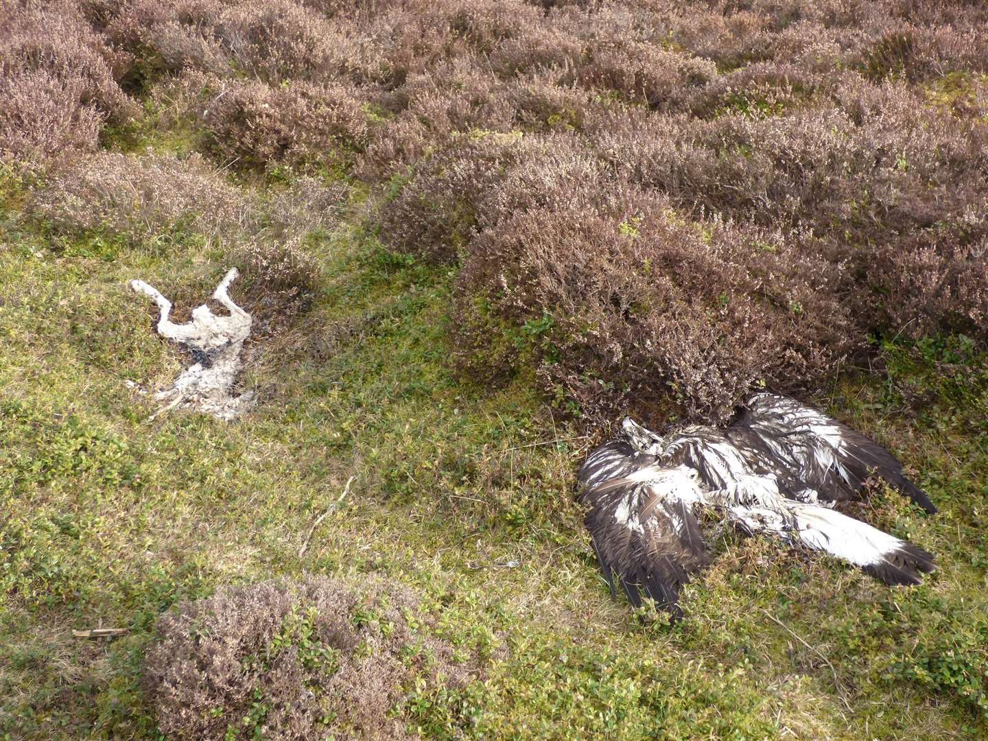 The poisoned golden eagle found lying in moorland heather next to a poisoned bait on Invercauld Estate. Photo by RSPB Scotland