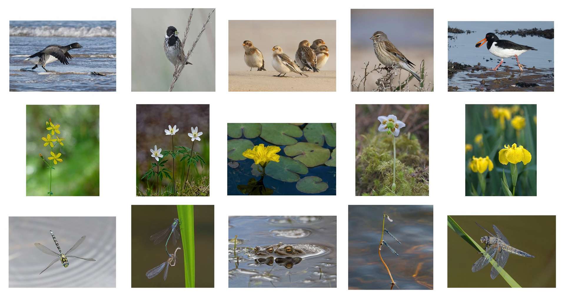 The stunning panel of images. Top row from left: Brent goose, reed bunting, snow buntings, linnet, oystercatcher. Second Row: Common St John’s wort, wood anemone, fringed water lily, one-flowered wintergreen, flag iris.Bottom row: southern hawker dragonfly, emerald damselfly, common frog, common blue damselfly, four-spotted chaser dragonfly."