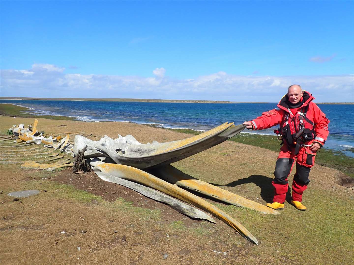 Bill Smith on the beach in the Falklands with the bones of a gigantic fin whale.