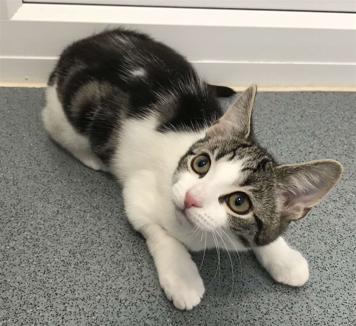 Hope is ready for adoption (Cats Protection/PA)