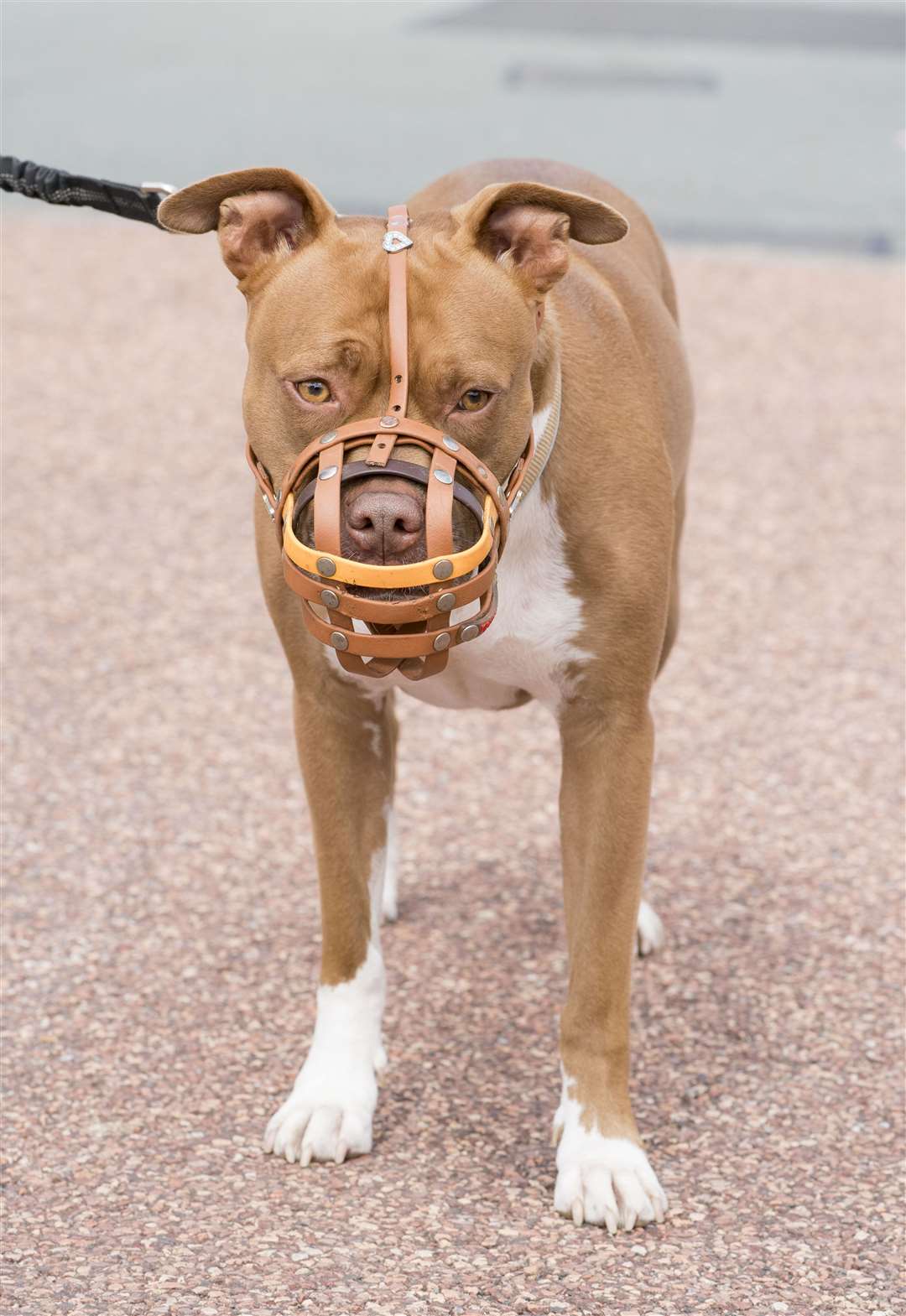 Pet dog Lola forced to wear a muzzle. (Blue Cross/PA)