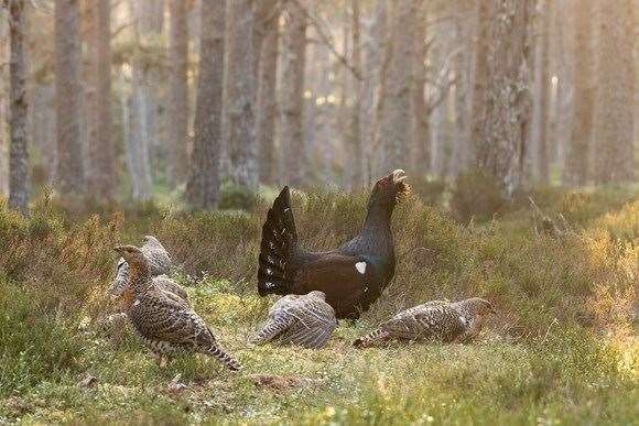 Capercaillie numbers rallying? Picture CNPA