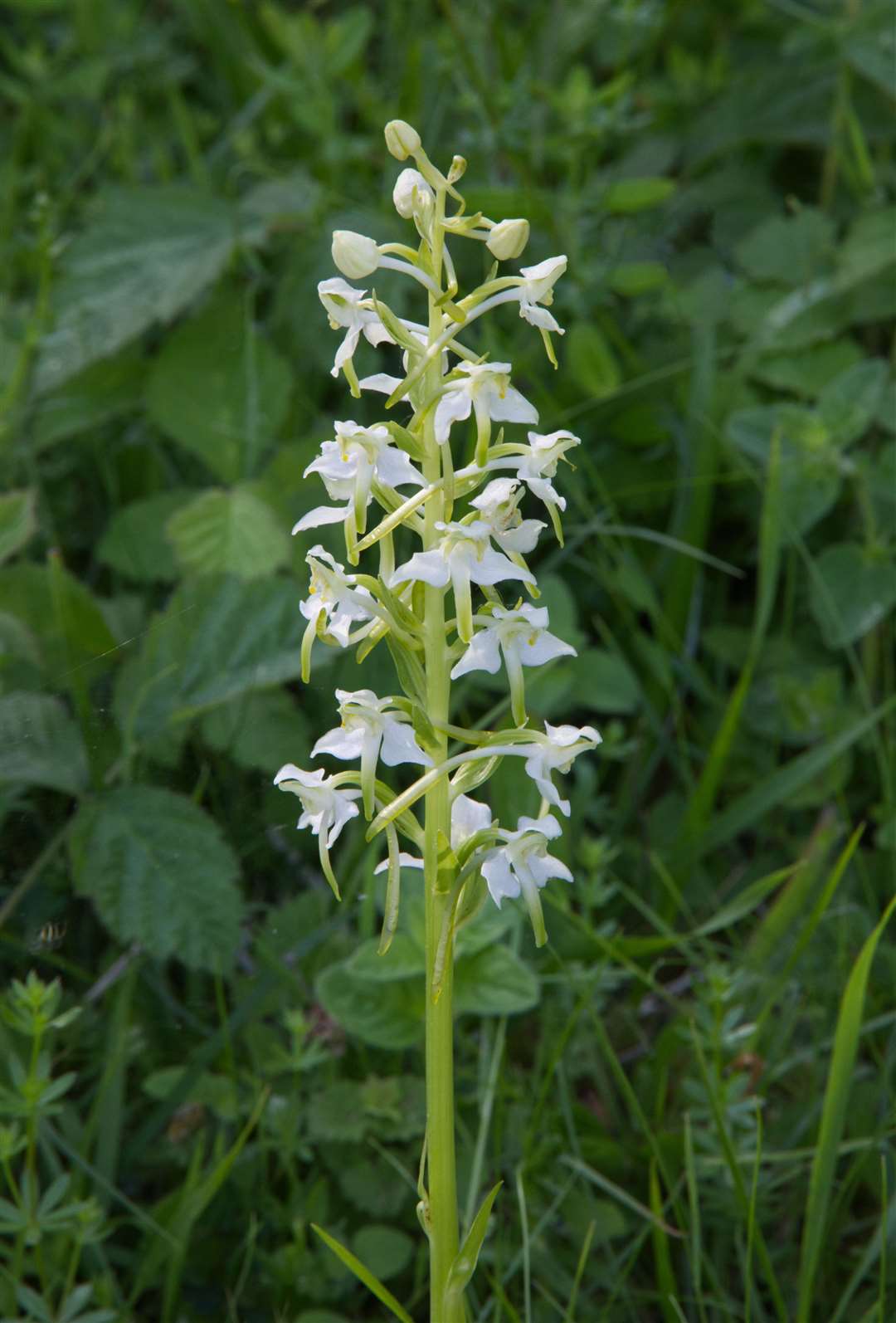 Greater butterfly orchid (Laurence Perry/National Trust/PA)