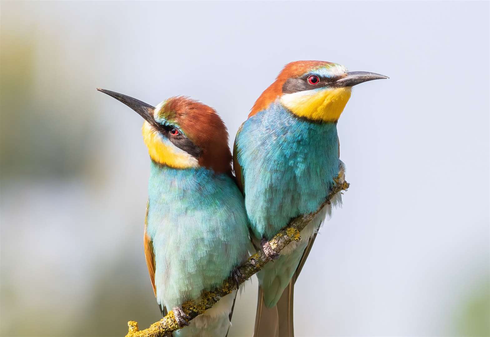 Bee-eaters are scarce visitors to the UK.