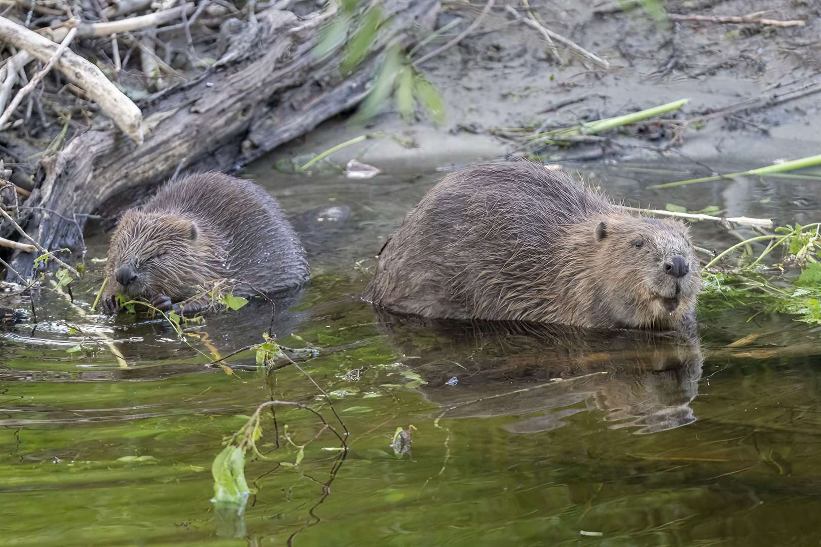Beavers could soon be making their return to the strath. Picture: Elliot McCandless.