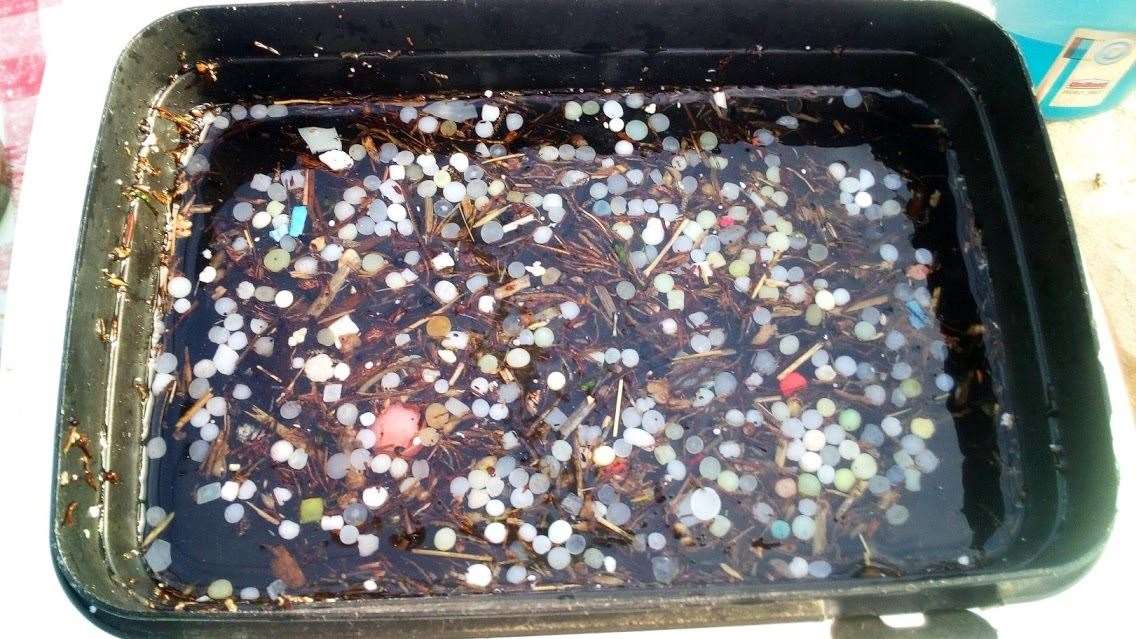 Microplastics recovered from Durness beach yesterday.