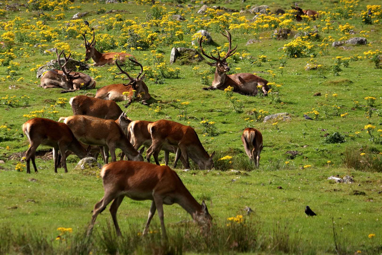 Deer are competing for grazing in the Rogart area and are a hazard on roads.