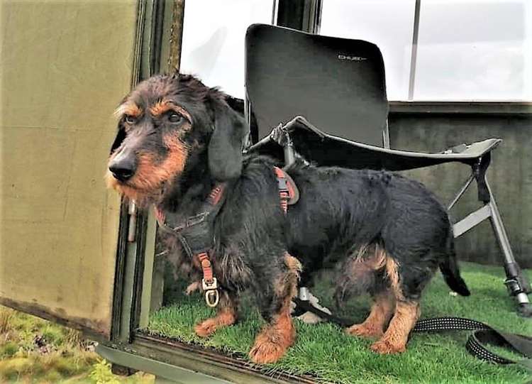 Llew the wirehaired dachshund went into 'survival mode' over the period of time he was lost.Picture: Arwel Thomas