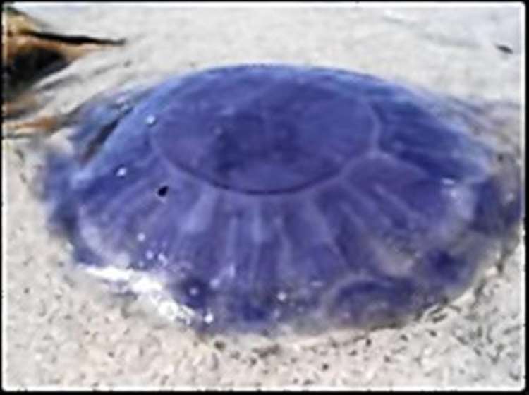 Nhs Warn Of Jellyfish Stings