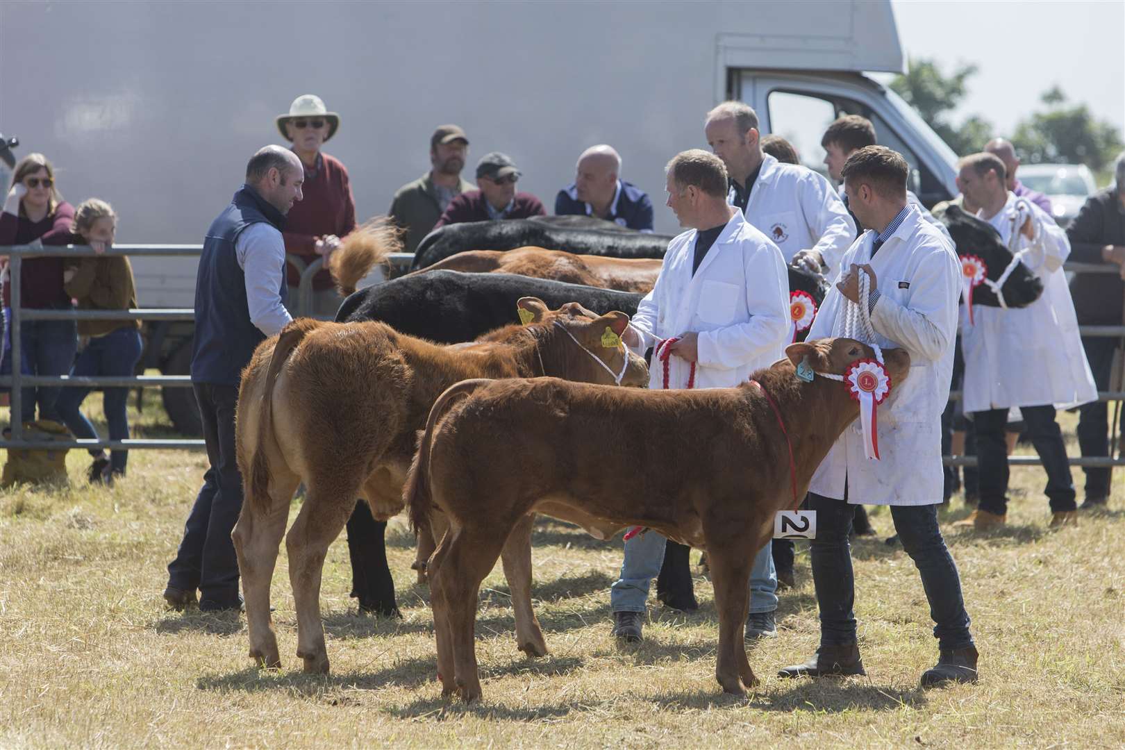 Cattle judge Robert Taylor (left), Upper Woodside Farm, Huntly, examines the entries in the commercial cattle championship. Picture: Robert MacDonald / Northern Studios
