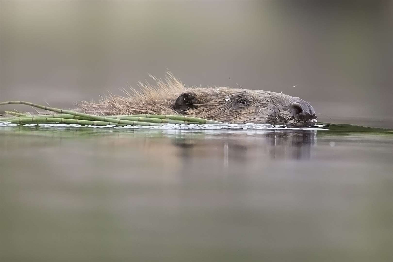 European beaver (castor fiber) swimming across forest lochan, Knapdale Forest, Argyll, Scotland.