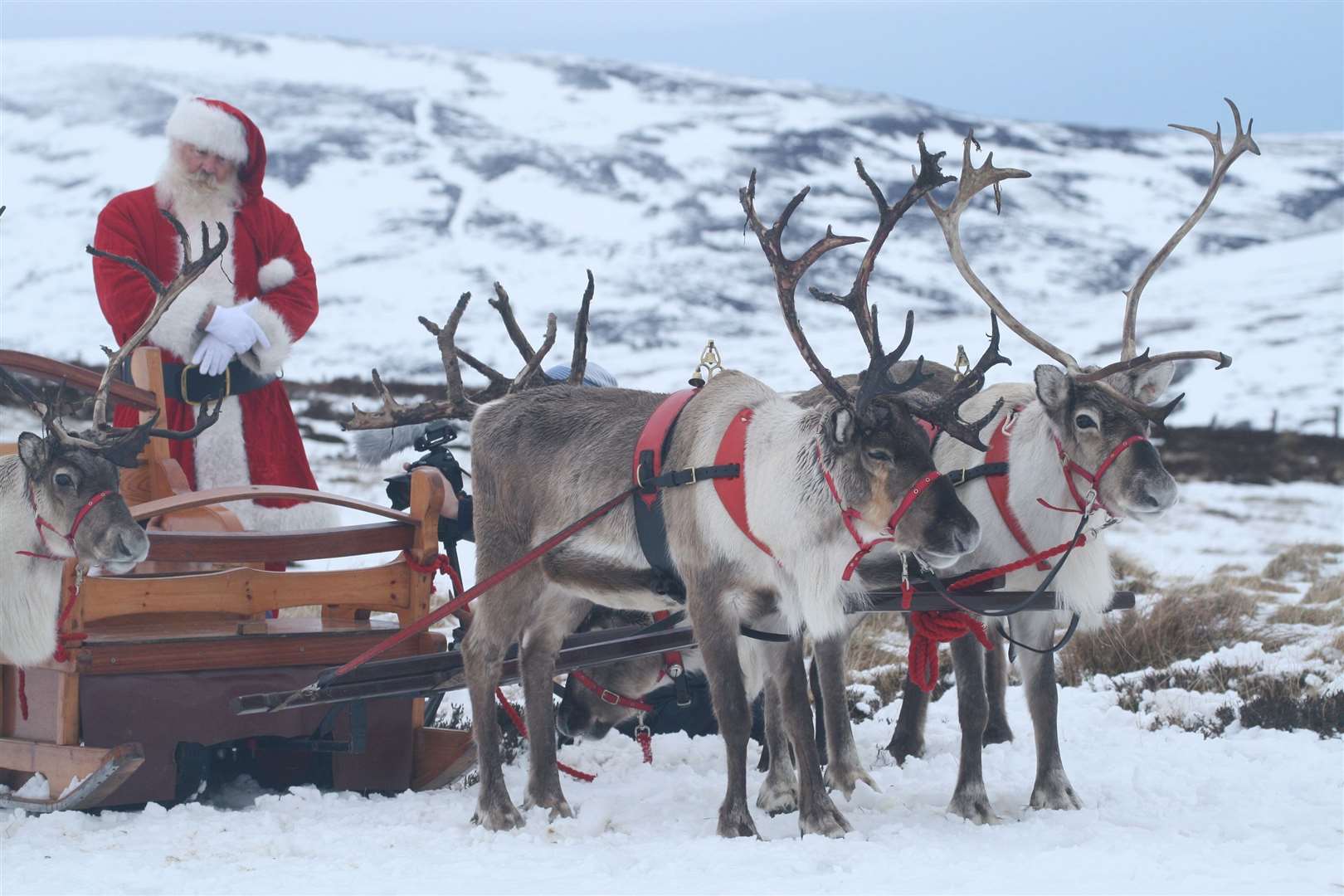 Santa’s sleigh will be pulled along the Main Street at Lairg to the community centre by reindeer from the Cairngorm Reindeer Centre/ Picure: Alex Smith.