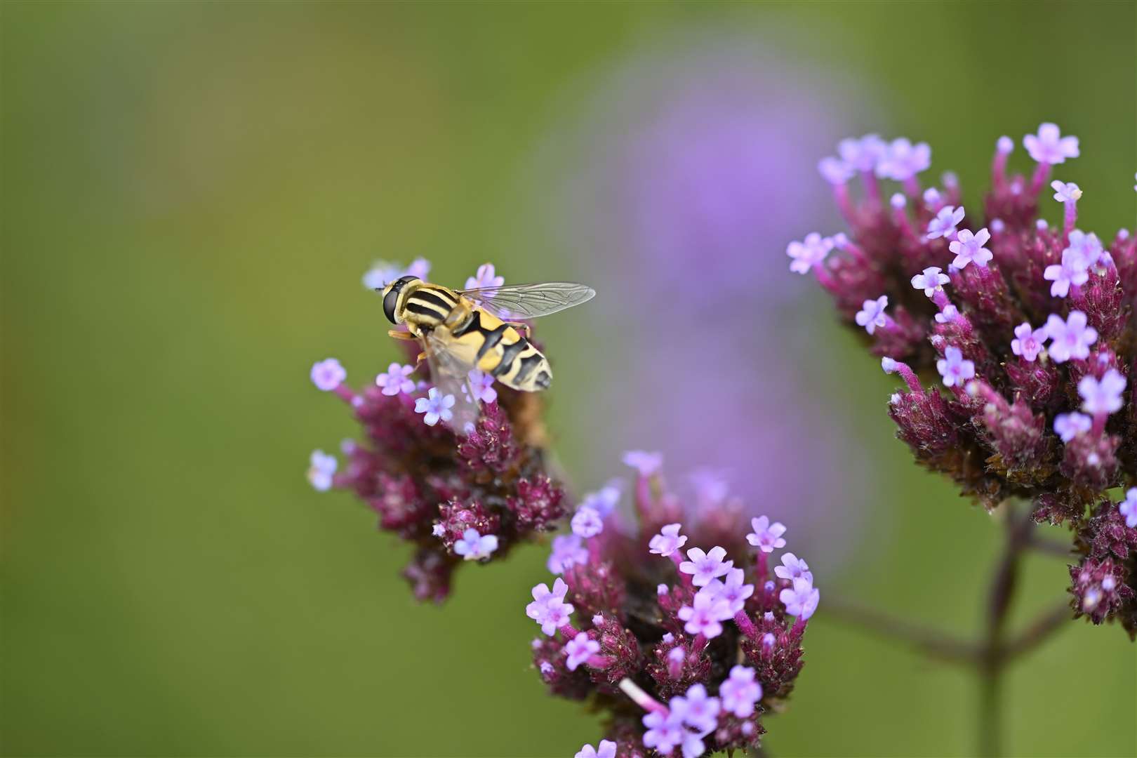 Flying insects had a poor year in the heat and drought, the Trust said (Steve Franklin/National Trust Images/PA)