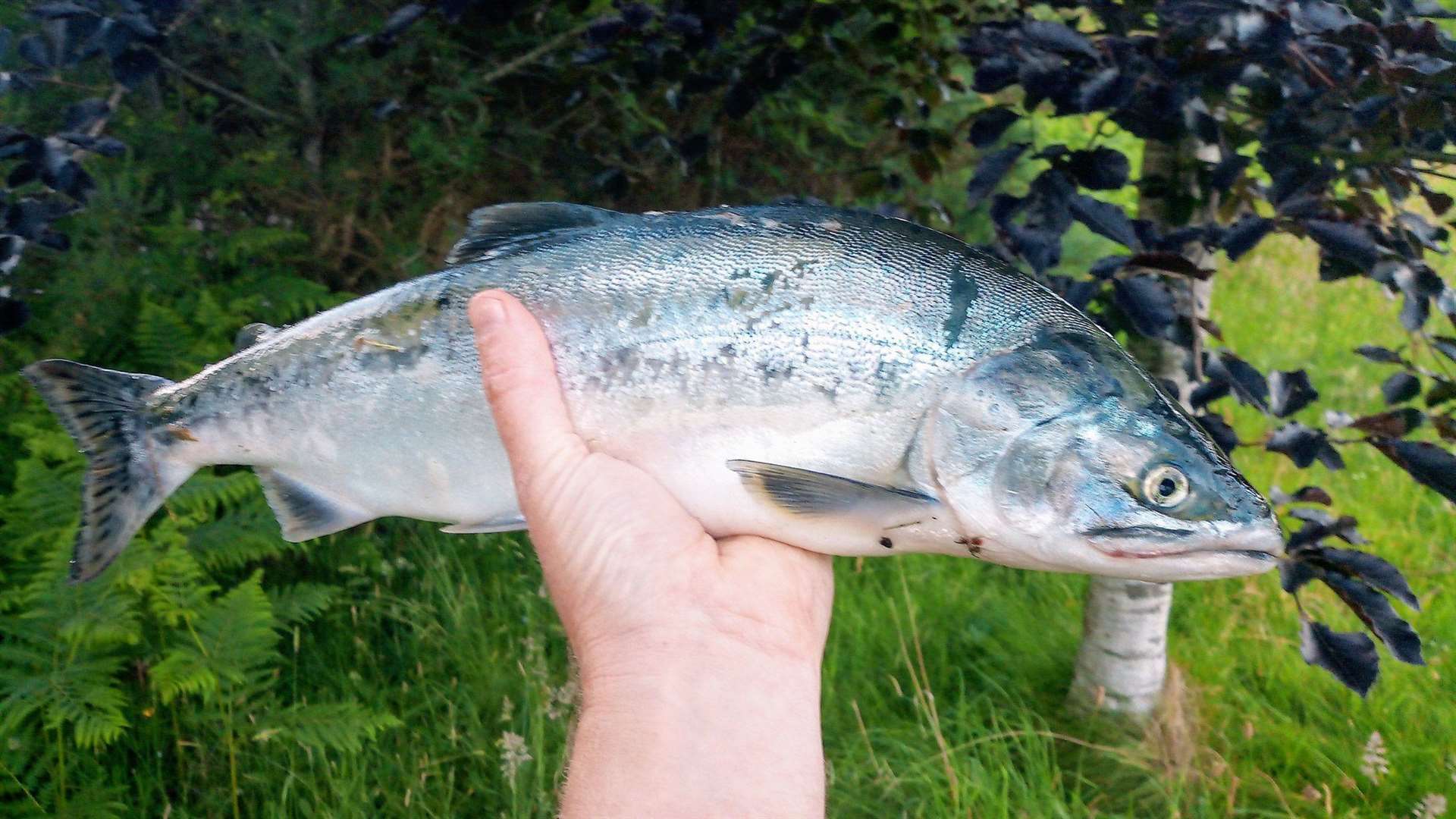 Pink salmon could out-compete native salmon in Scottish waters. Picture: Ness Fishery Board