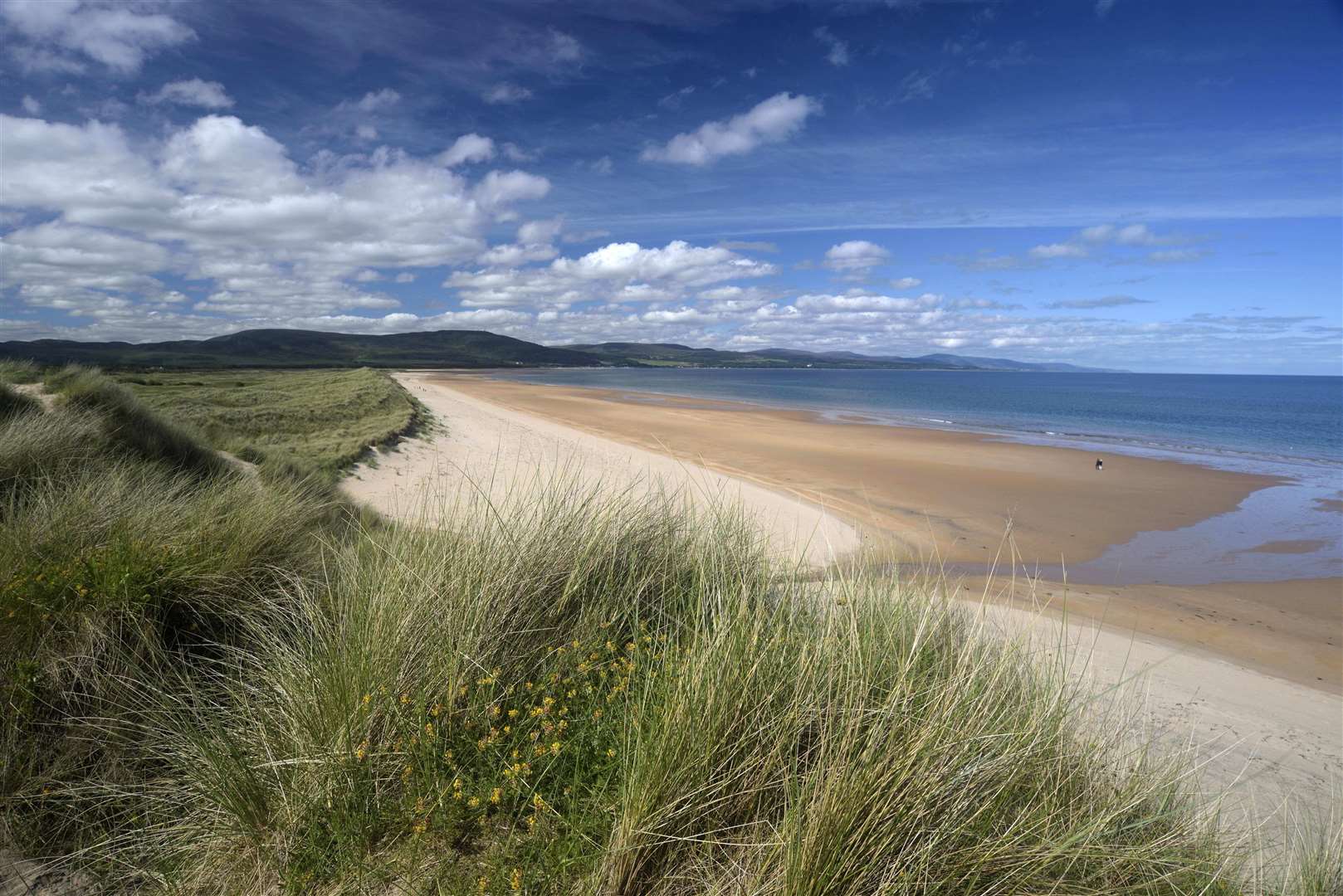 Kidney Vetch, Coul Links and Embo Beach. Picture: Andrew Weston