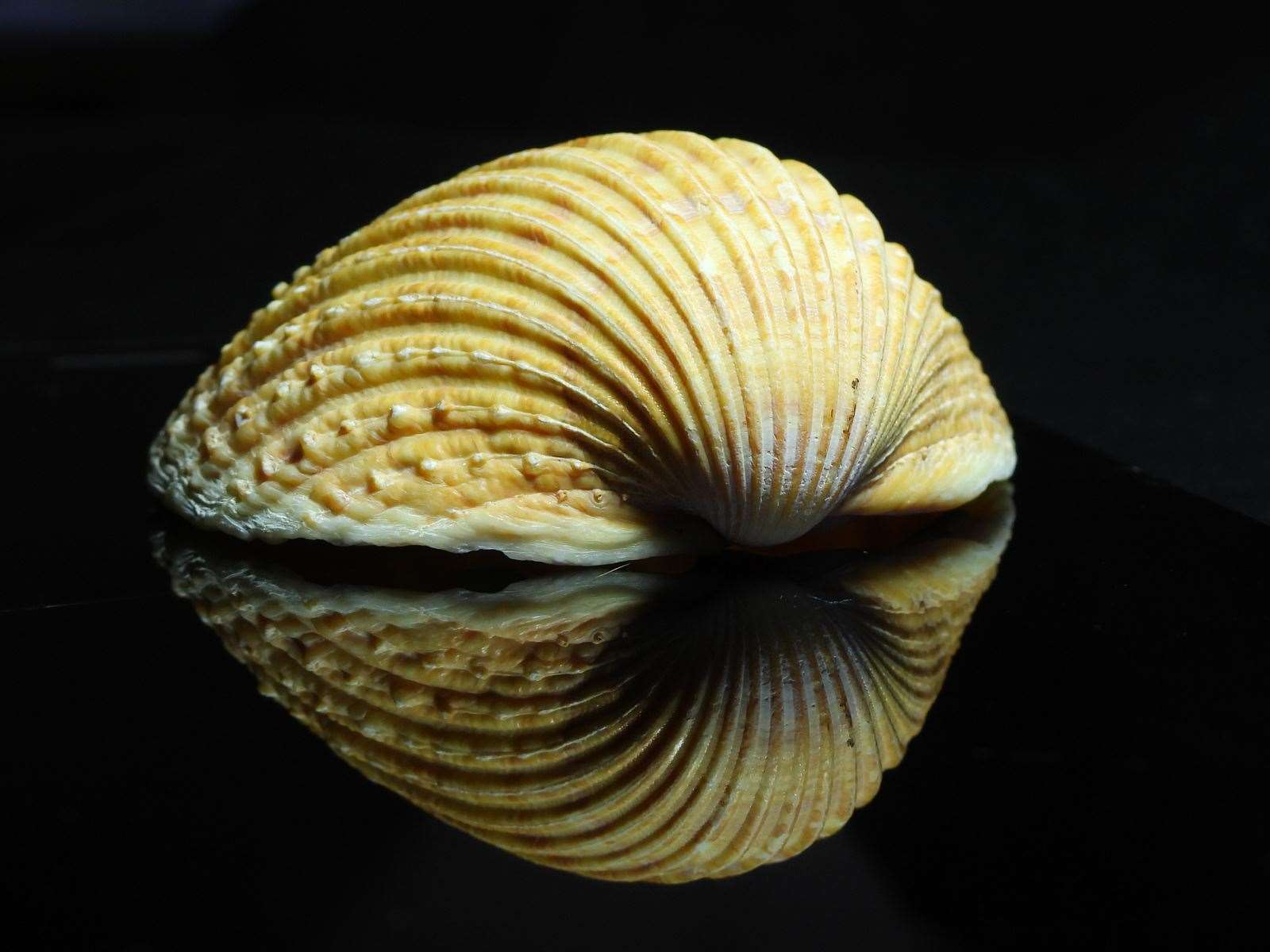 Jayne Gutteridge’s striking shell image.