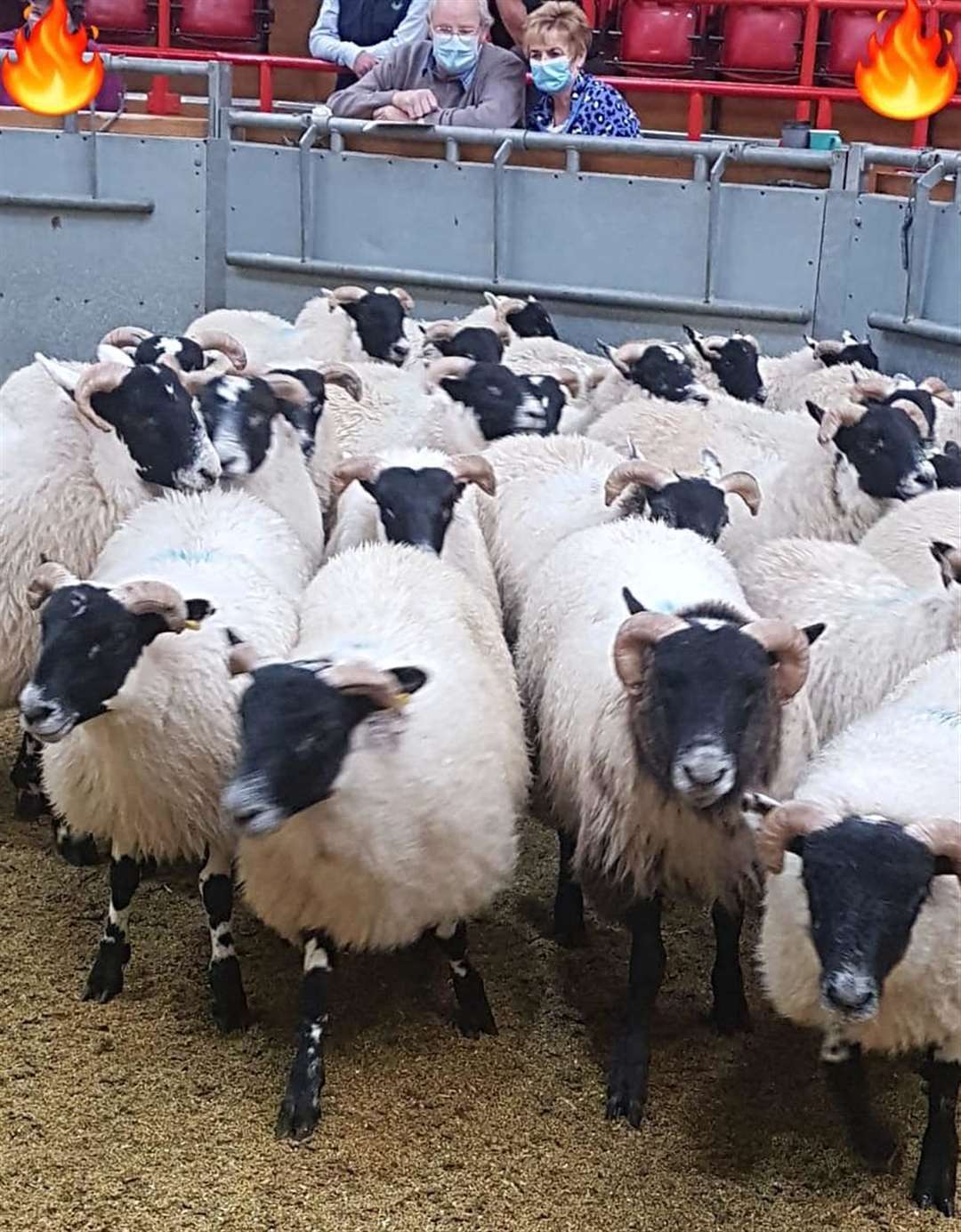 There was a 'fantastic' show of blackface sheep, the mart said. Picture: Dingwall Mart