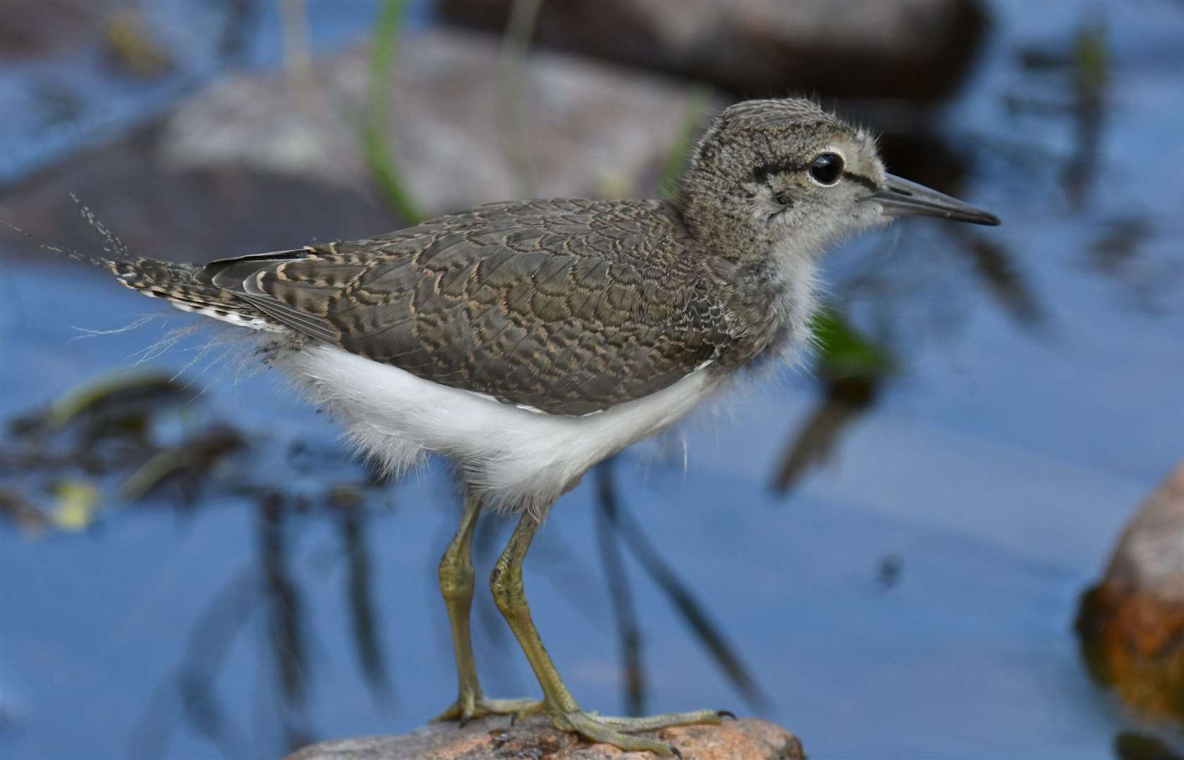 John Wright's picture of an infant common sandpiper was highly commended with the judge admiring the "great detail in the feathers".