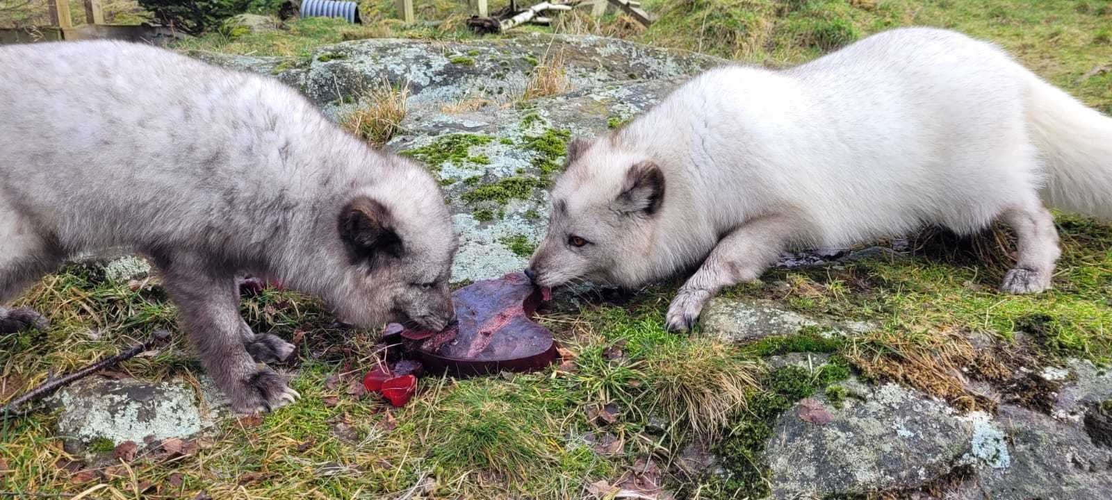 Arctic fox pair Jack and Sarah share their heart-shaped treat. Picture: RZSS.