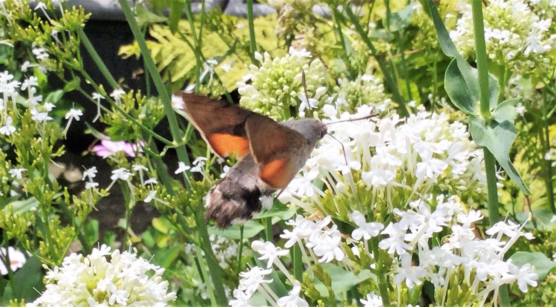 The moth was seen feeding from plants in the garden. Picture: Steven Buttress