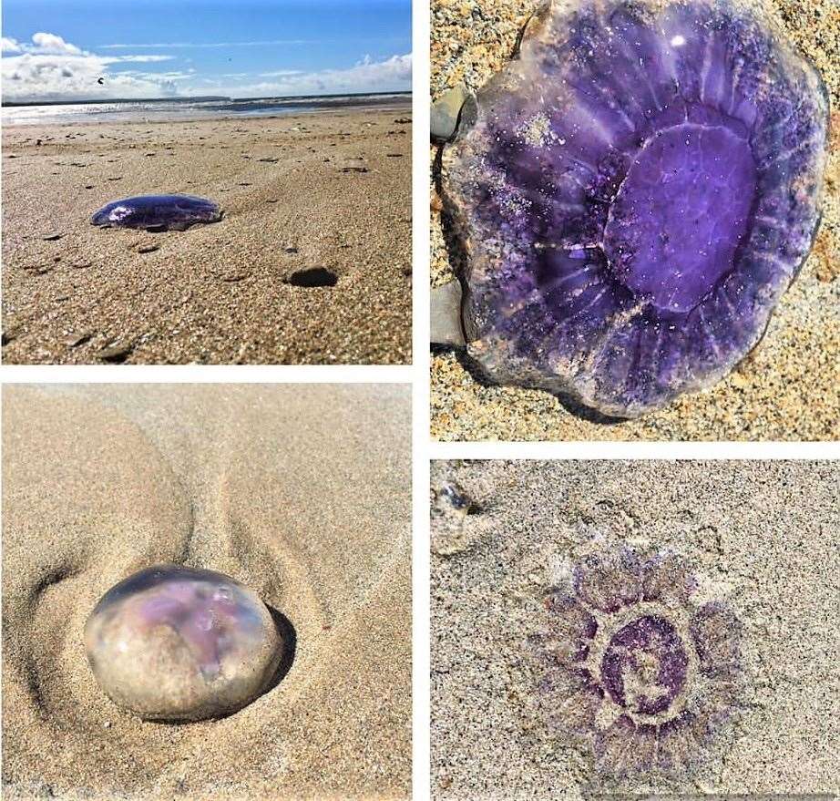 A collage of jellyfish pictures taken at Dunnet beach by Leonie Cole recently.