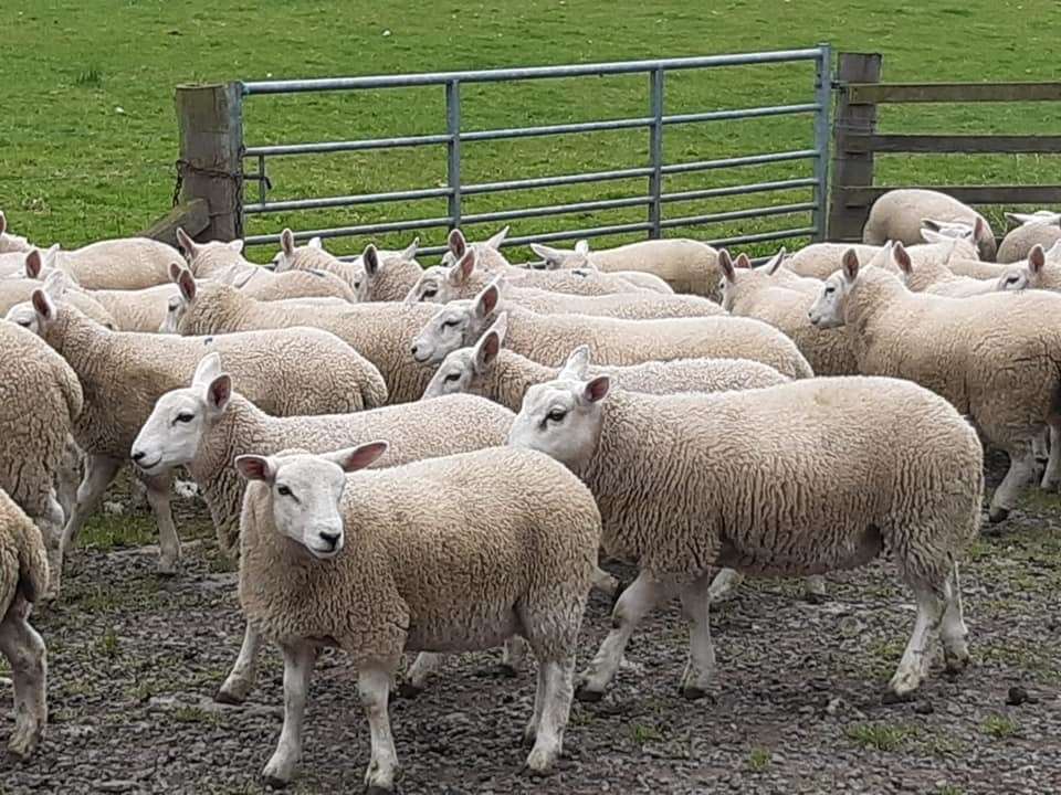 A strong entry is expected at the three-day sheep show and sale from Thursday to Saturday.
