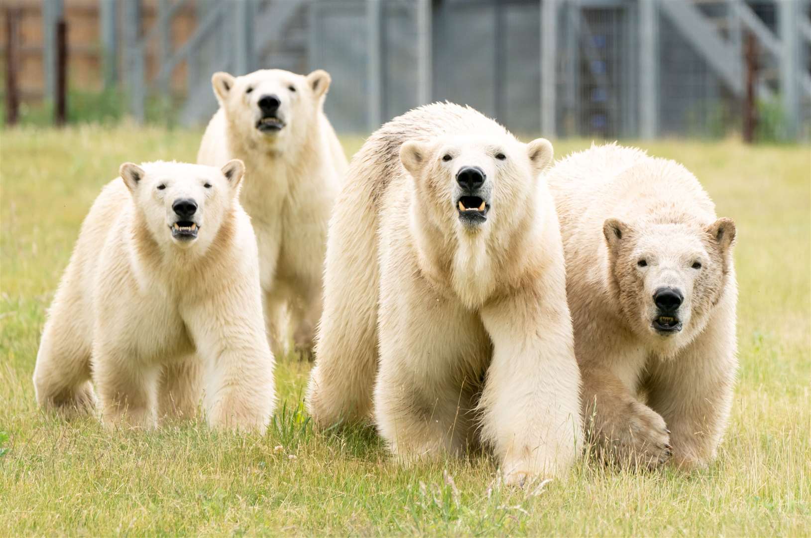 Polar bear Flocke (second right) and her three cubs Tala (left), Yuma (second left) and Indiana (right) (Danny Lawson/PA)