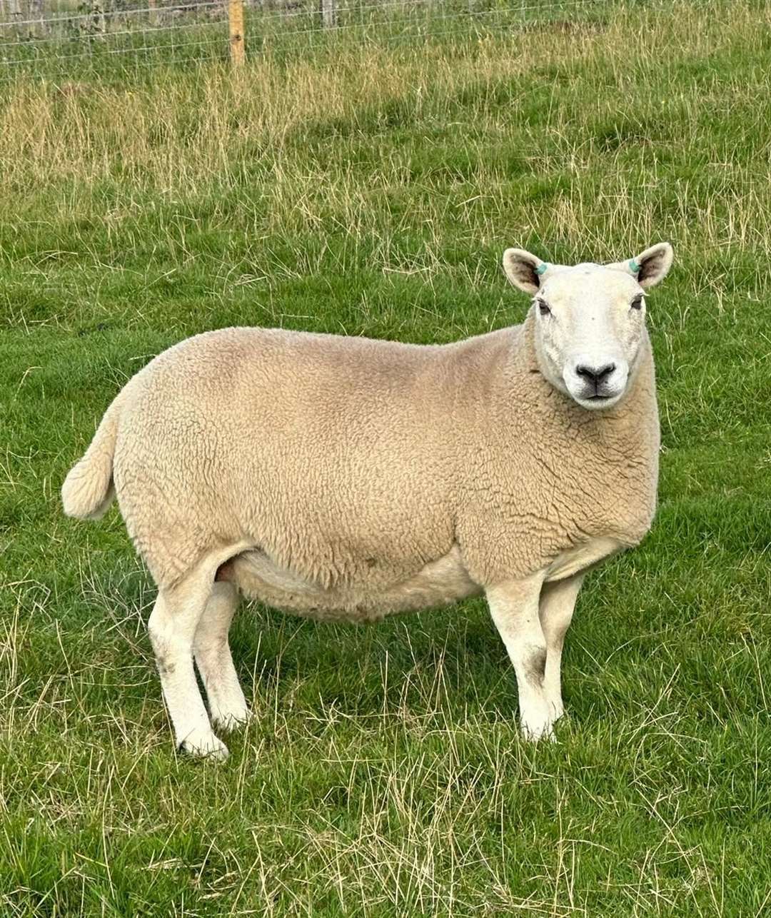Lairg Crofters Show overall sheep champion.