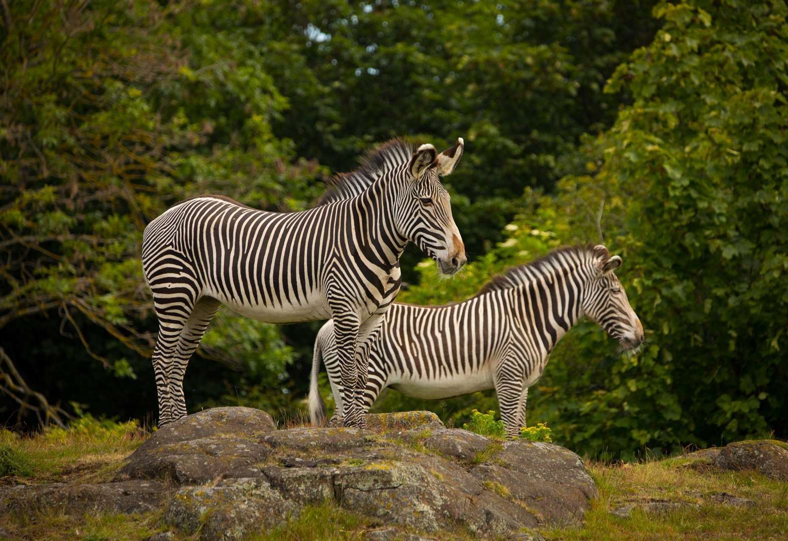 After hours summer events return at Edinburgh Zoo