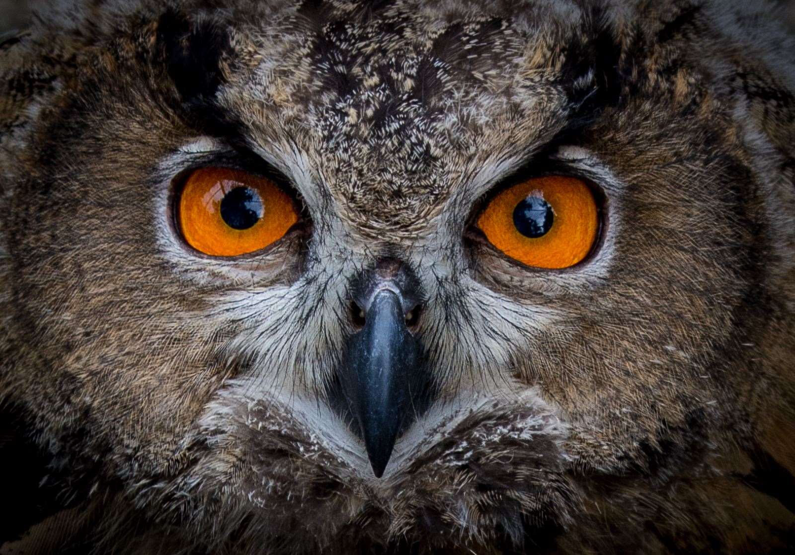 The eyes suck you into this image taken by new camera club member Nickey Fraser, Tain.