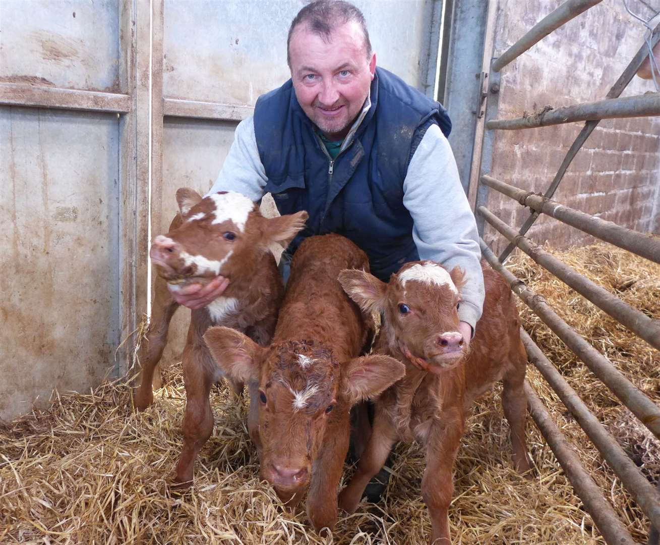 David Coghill has his arms full with the set of triplets produced by his six-year-old Simmental cross cow at Tofts of Tain, Castletown. Picture: Willie Mackay