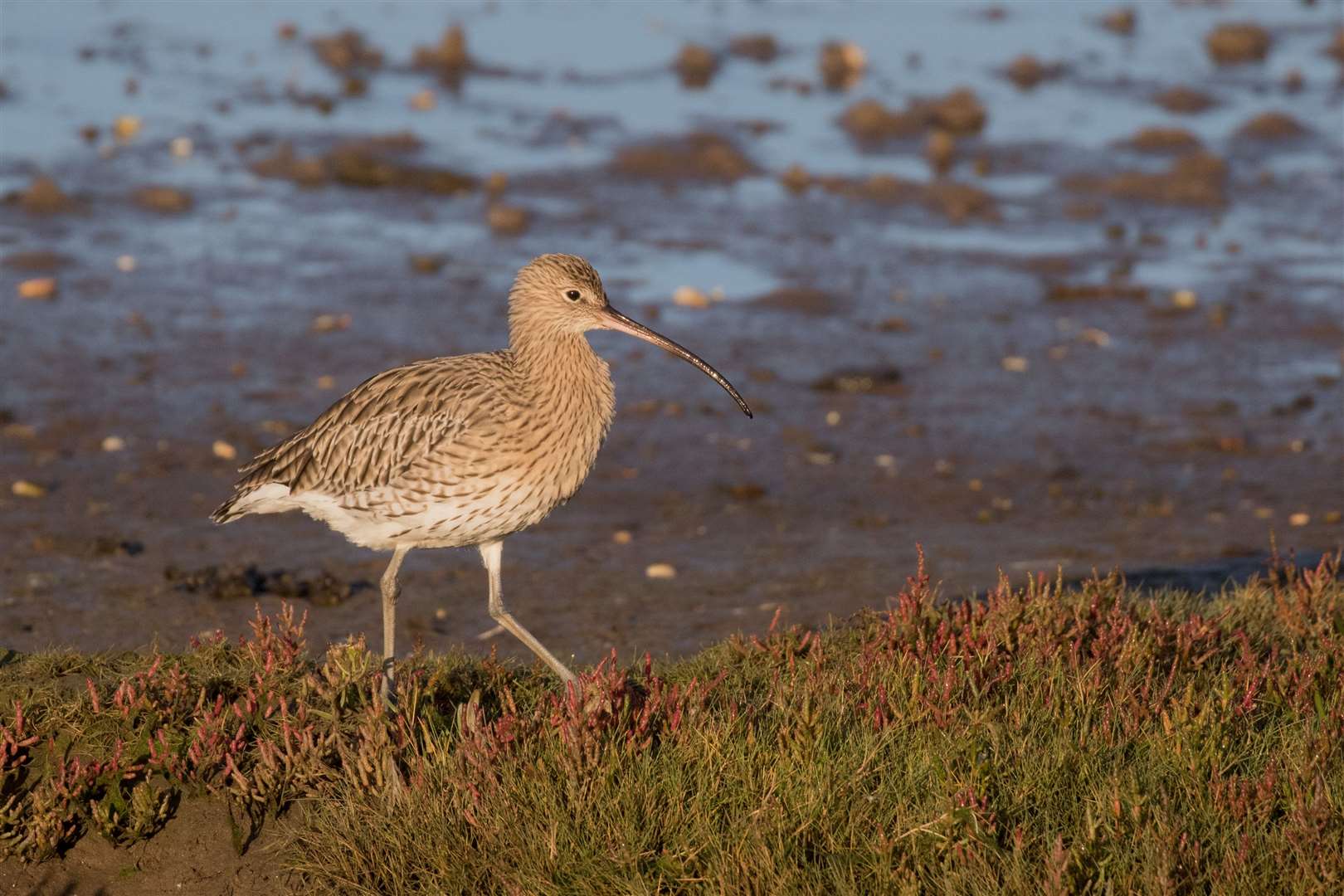 Species including curlew have reduced in numbers. Picture: Sandra Graham