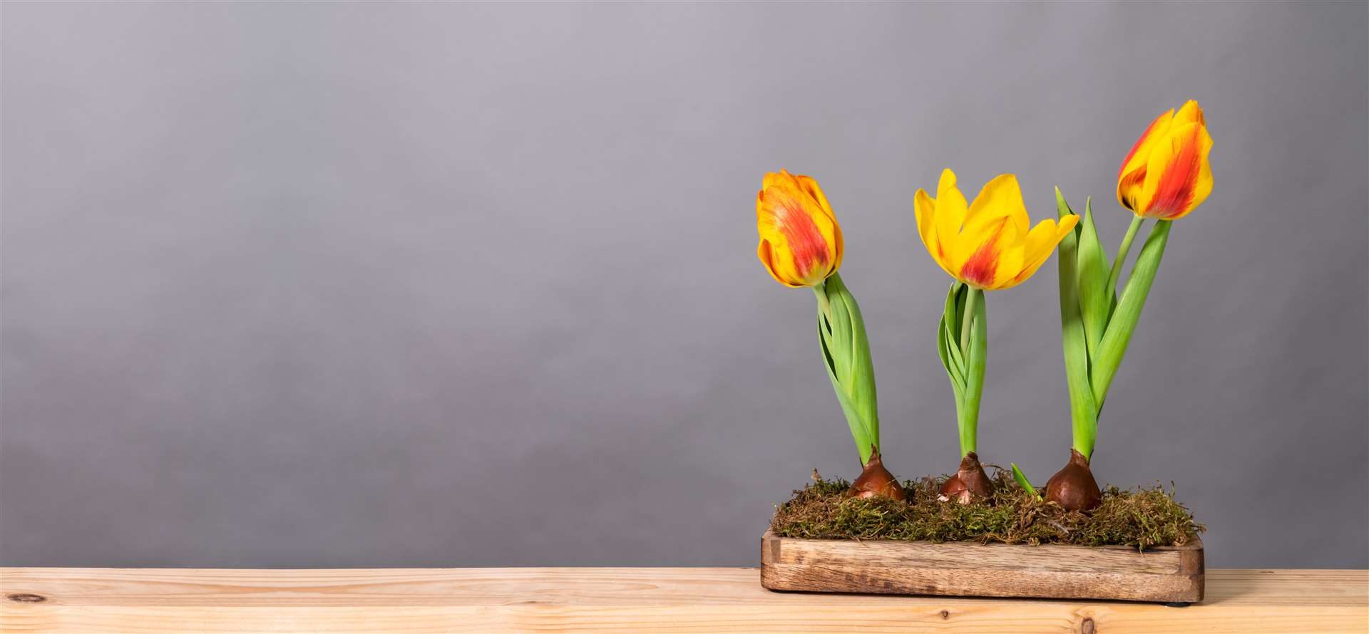 Anyone who wants to enter Drumbeg Gardening Club's Spring bulb and Flower Show is asked to bring their spring bulbs, flower arrangement or potted plants to Stoer Hall on Friday March 15 between 1.30pm and 2pm.